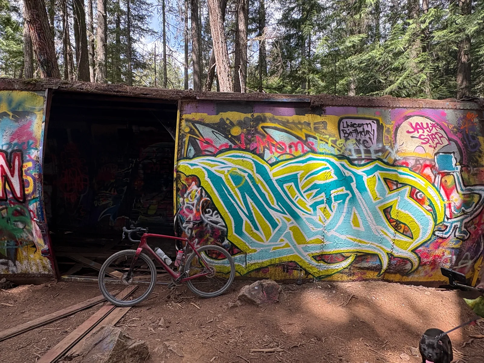 Gravel bike leaned against a graffiti-covered abandoned rail car deep in the forest, with a dog in frame