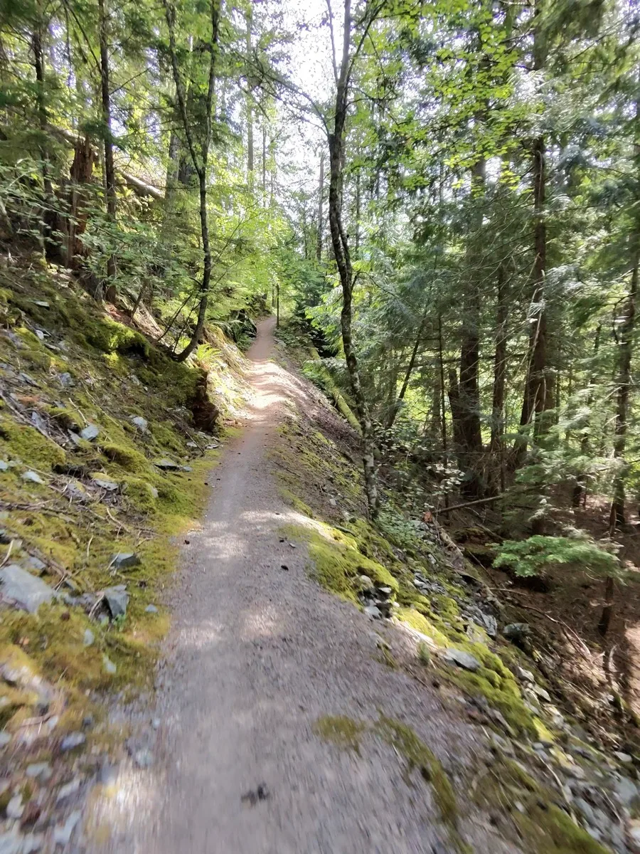 Narrow gravel singletrack cut into a steep, moss-covered forest slope with no room for error on either side