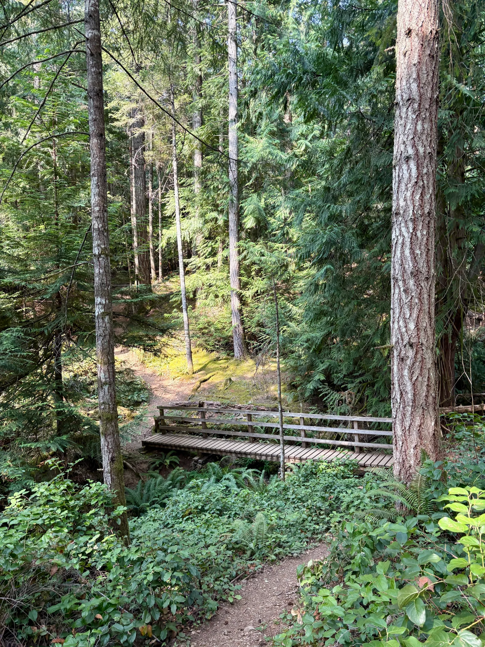 Wooden footbridge crossing a small creek on the forested Jocelyn Hill trail, surrounded by tall conifers and ferns