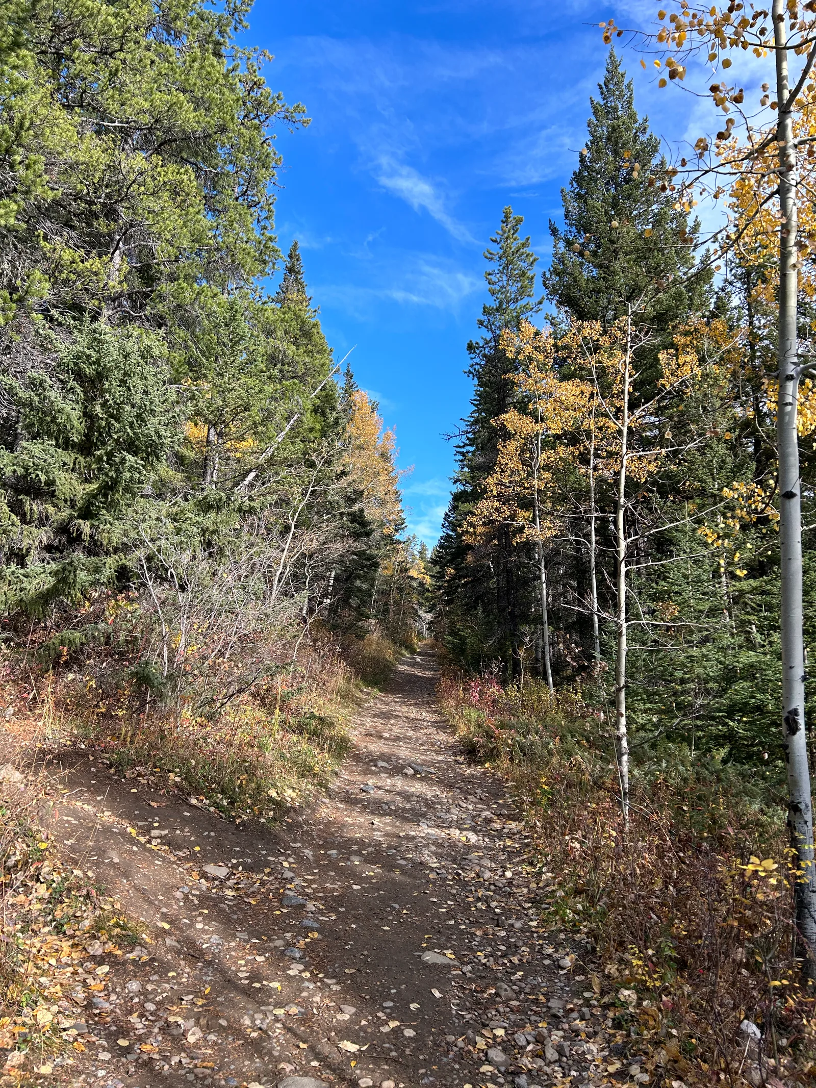 Wide forestry-road trail climbing gently through mixed pine and golden aspen forest under a blue sky, Prairie View Trail, Kananaskis