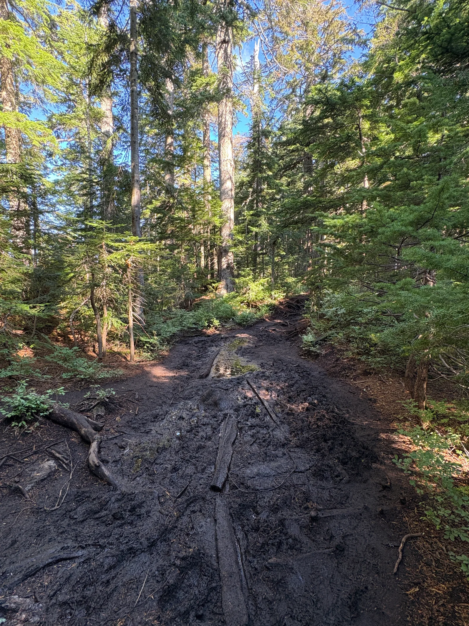 Sunlit forest trail with tall conifers and a bed of tree roots underfoot