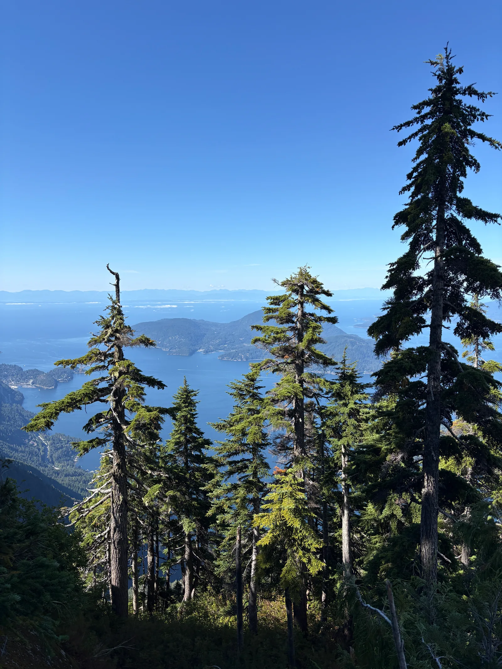 View through evergreen trees toward Howe Sound and the surrounding mountains from partway up the ridge