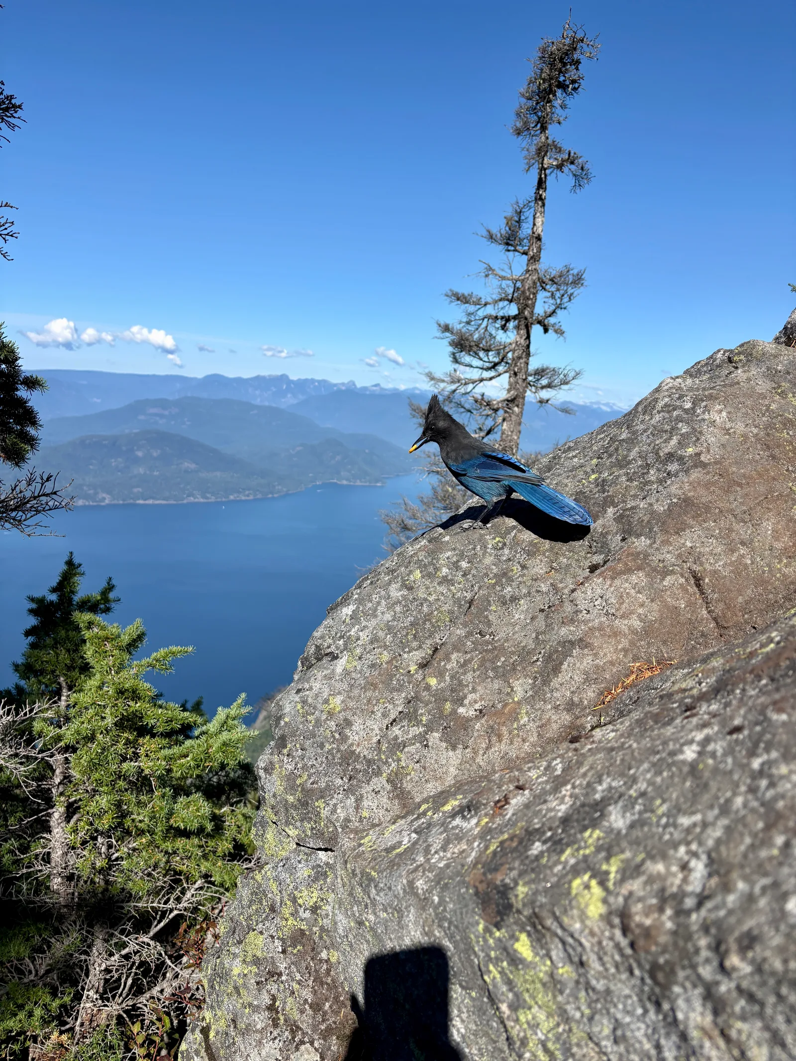 A Steller's jay perched on a lichen-covered rock with Howe Sound and distant mountains in the background