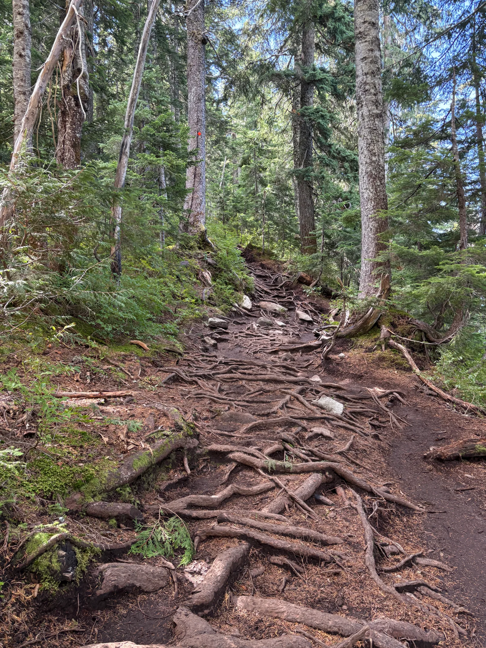 Close-up of a muddy trail section thickly covered in exposed tree roots